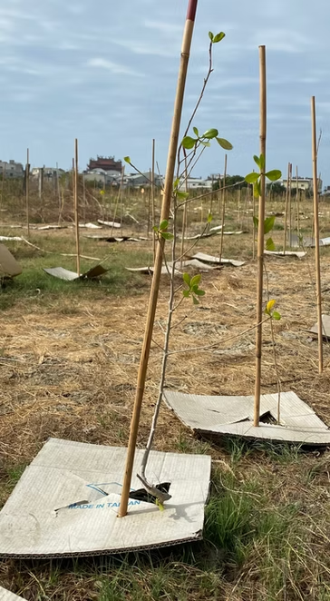 第一期小樹苗種植現場
