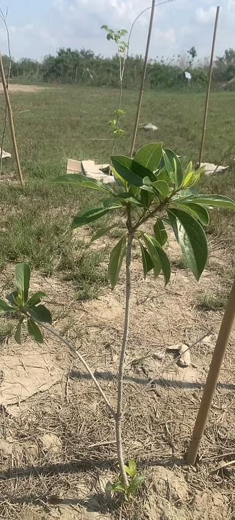 第六期小樹苗種植現場