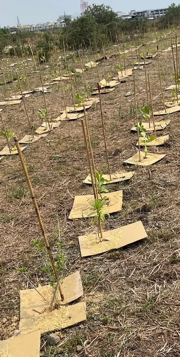 第二期小樹苗種植現場