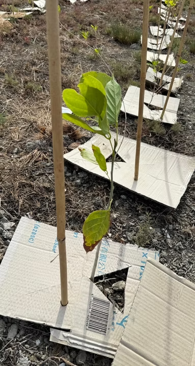 第四期小樹苗種植現場