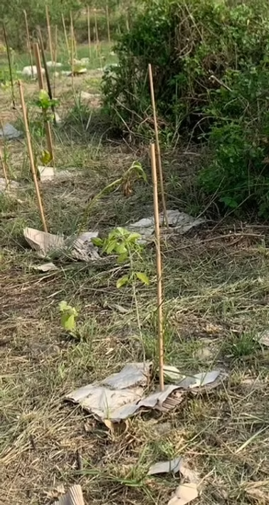 第三期小樹苗種植現場