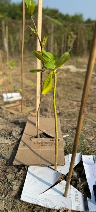 第五期小樹苗種植現場